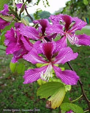 Bauhinia purpurea