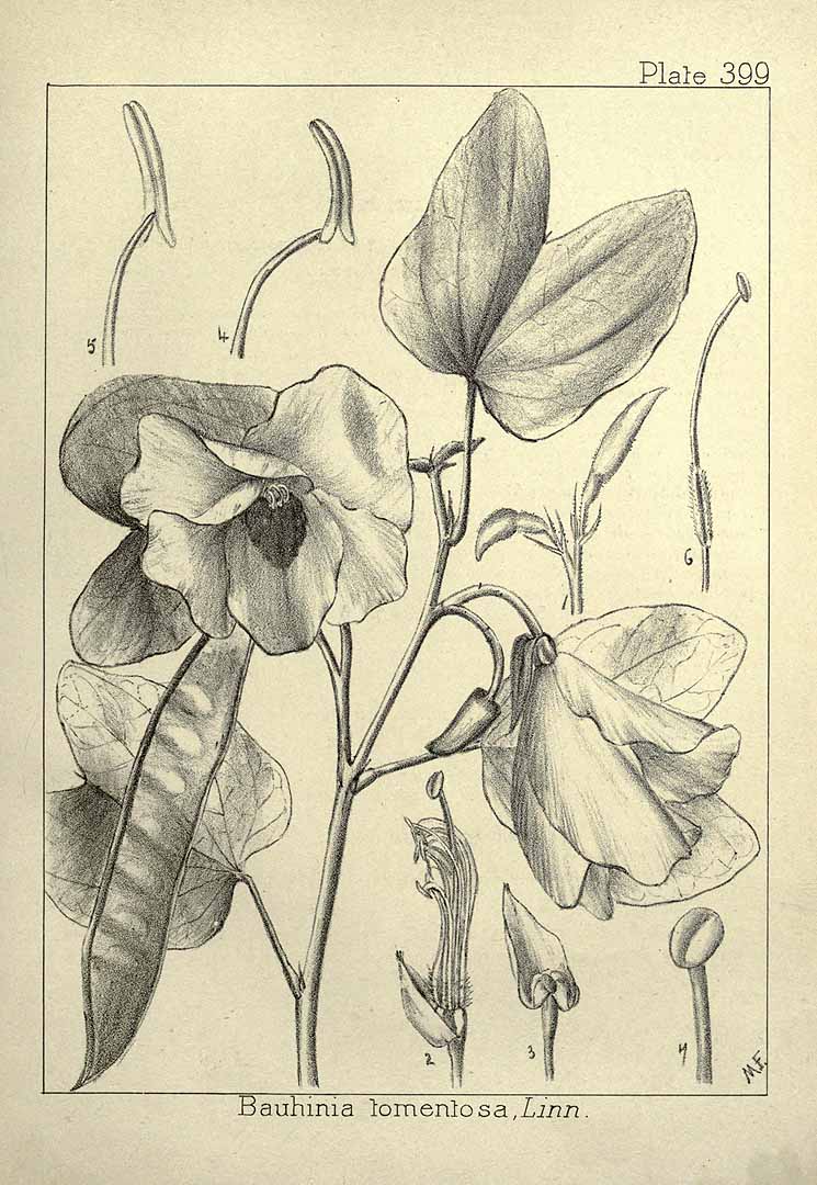 Bauhinia tomentosa