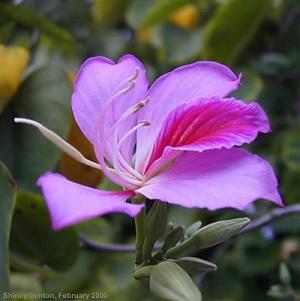 Bauhinia variegata