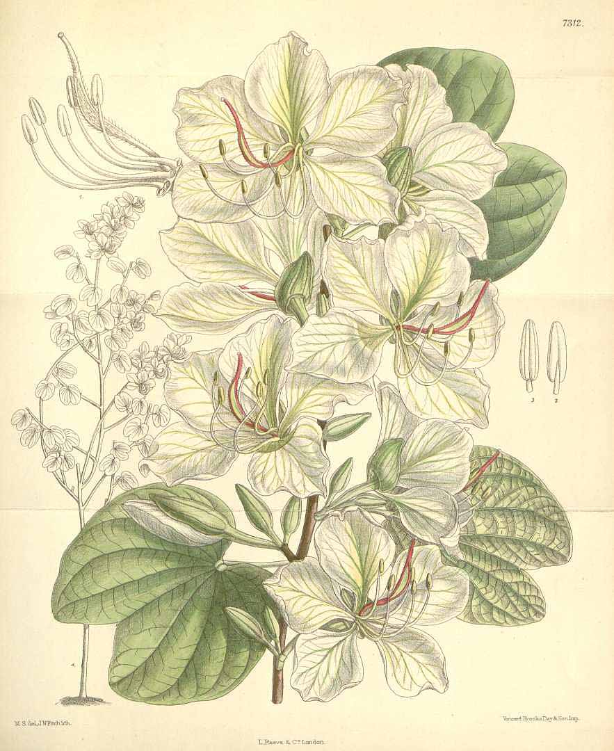 Bauhinia variegata