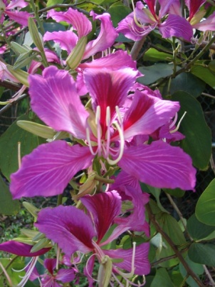 Bauhinia x blakeana