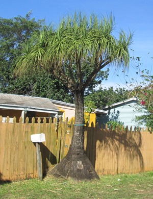 Beaucarnea recurvata