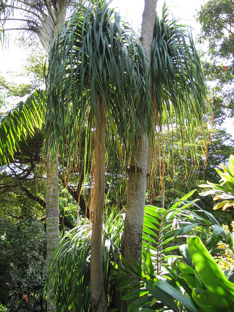 Beaucarnea recurvata