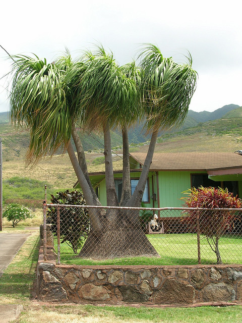 Beaucarnea recurvata