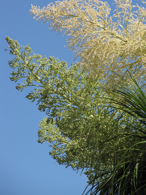 Beaucarnea recurvata