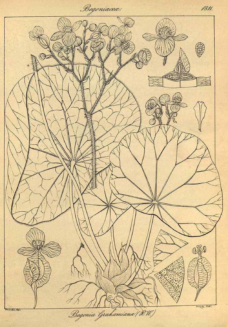 Begonia coccinea