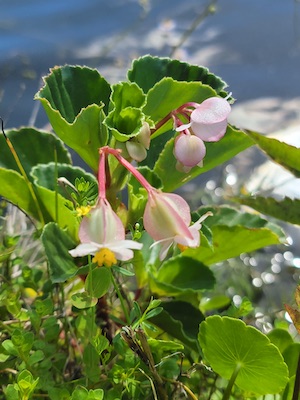 Begonia cucullata