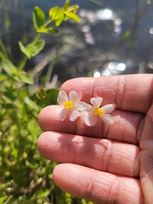 Begonia cucullata