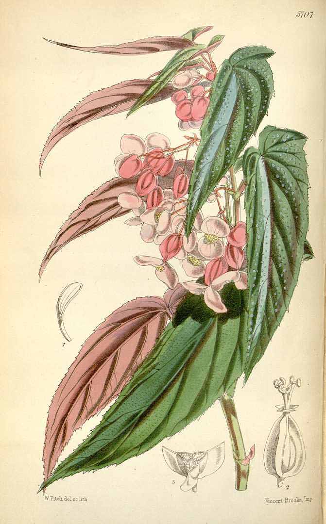 Begonia falcifolia