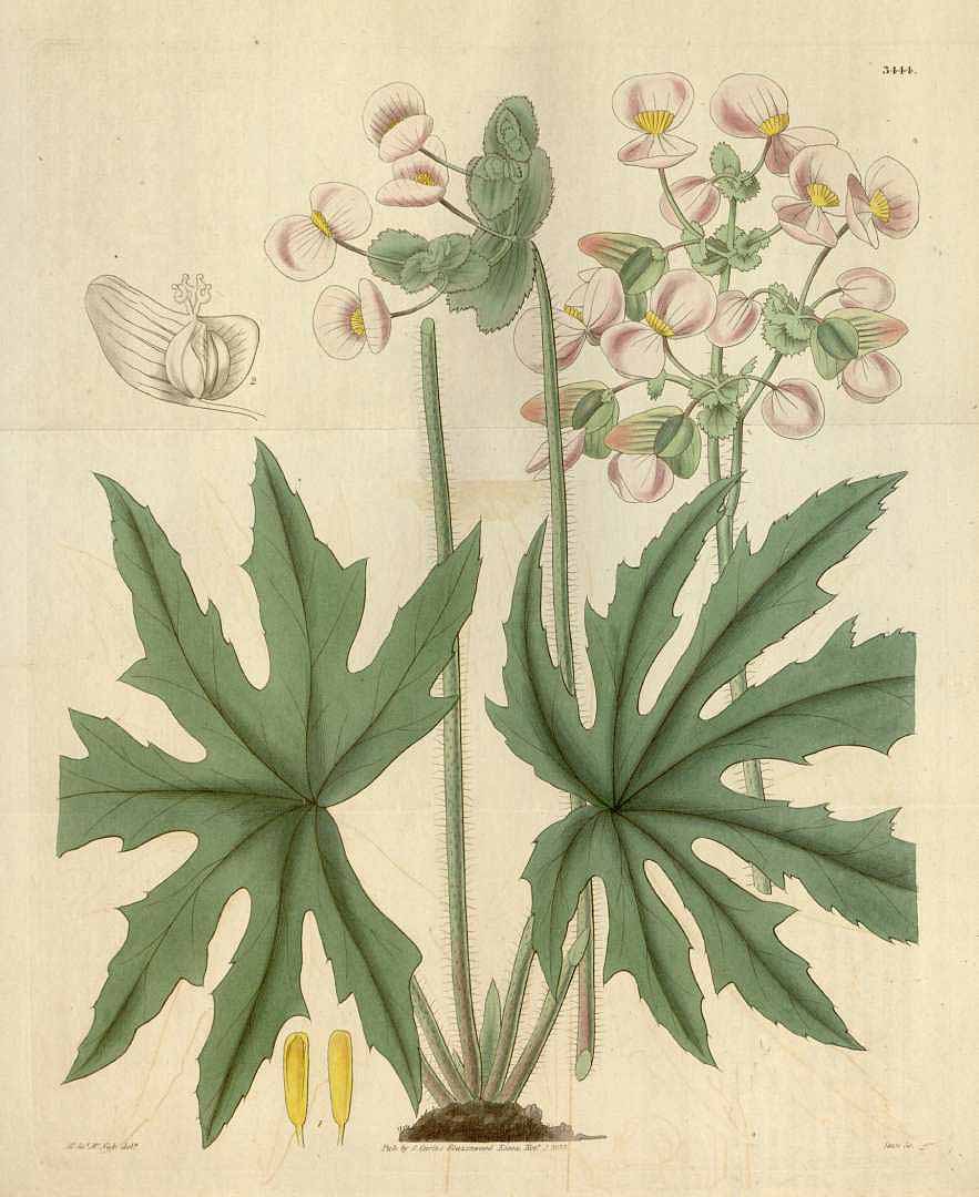 Begonia heracleifolia