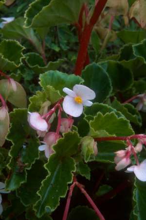 Begonia hirtella