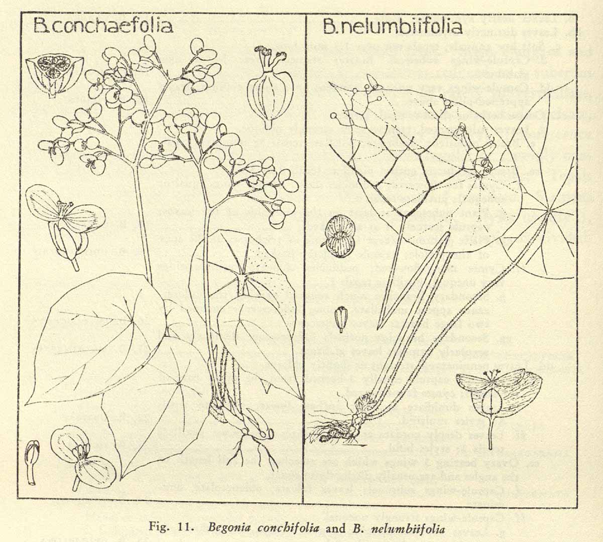 Begonia nelumbiifolia