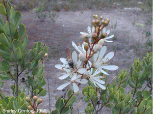 Bejaria racemosa