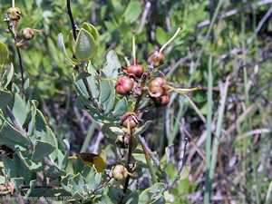 Bejaria racemosa