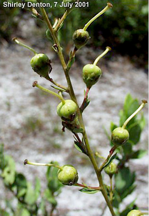 Bejaria racemosa