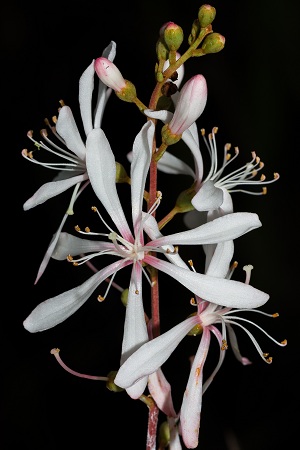 Bejaria racemosa