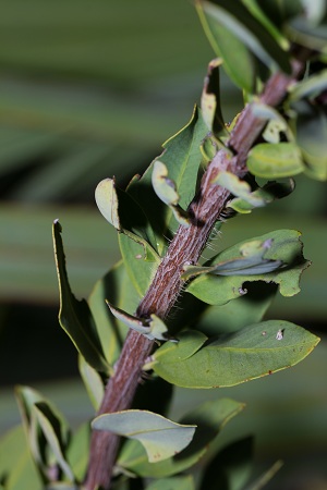 Bejaria racemosa