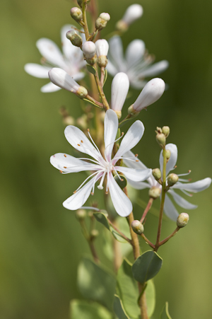 Bejaria racemosa