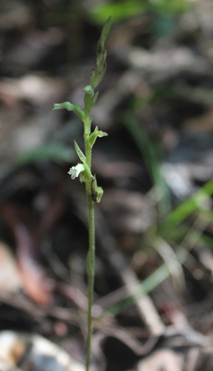 Beloglottis costaricensis