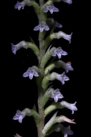 Beloglottis costaricensis