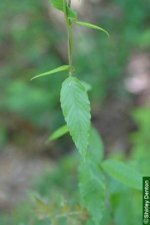 Berchemia scandens