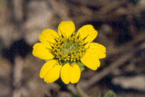 Berlandiera subacaulis