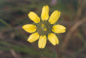 Berlandiera subacaulis