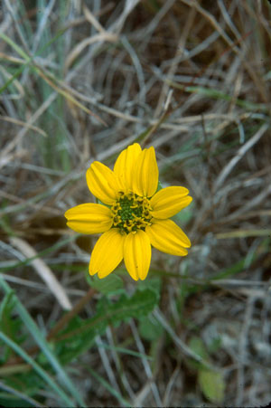 Berlandiera subacaulis