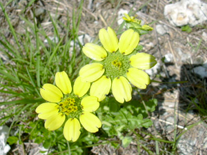 Berlandiera subacaulis