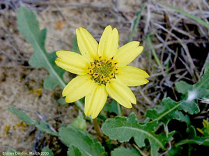 Berlandiera subacaulis