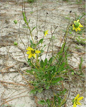 Berlandiera subacaulis