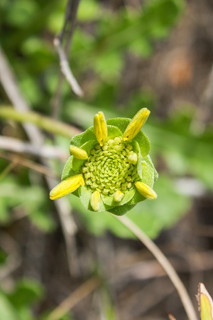 Berlandiera subacaulis