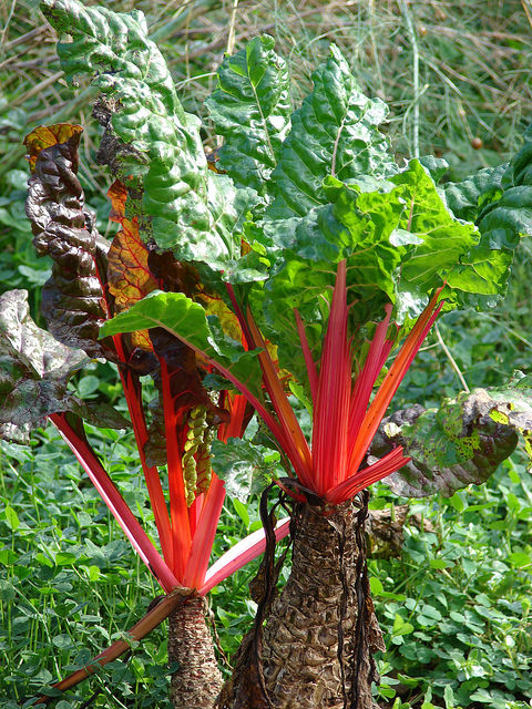 Beta vulgaris