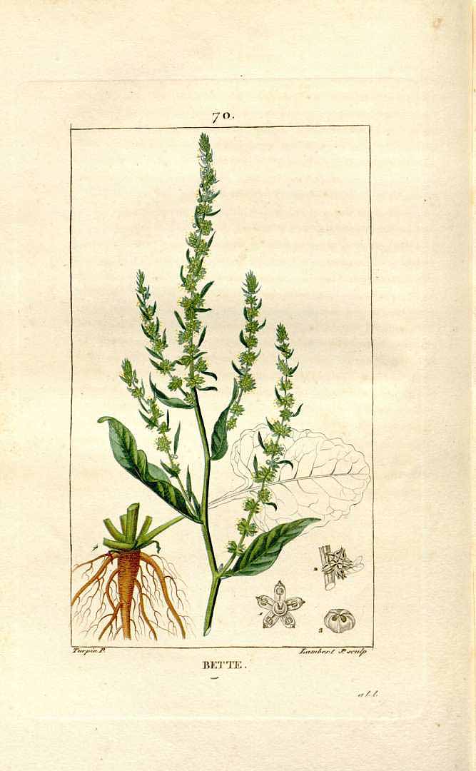 Beta vulgaris