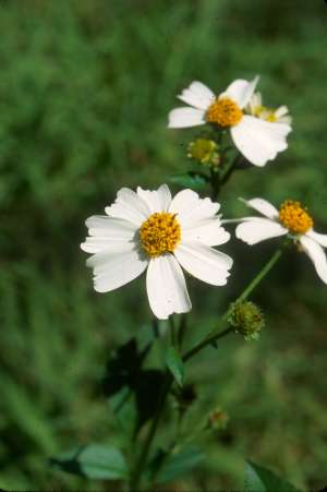 Bidens alba