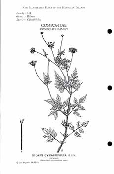 Bidens cynapiifolia