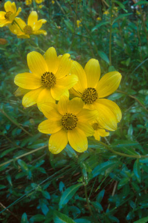 Bidens laevis