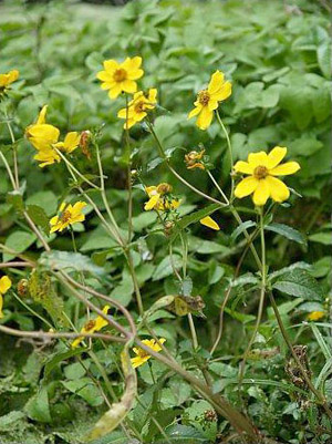 Bidens laevis