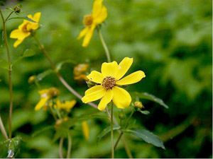 Bidens laevis