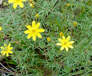 Bidens mitis