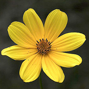 Bidens mitis