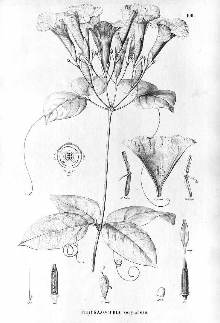 Bignonia corymbosa