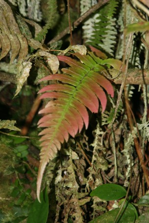 Blechnum occidentale