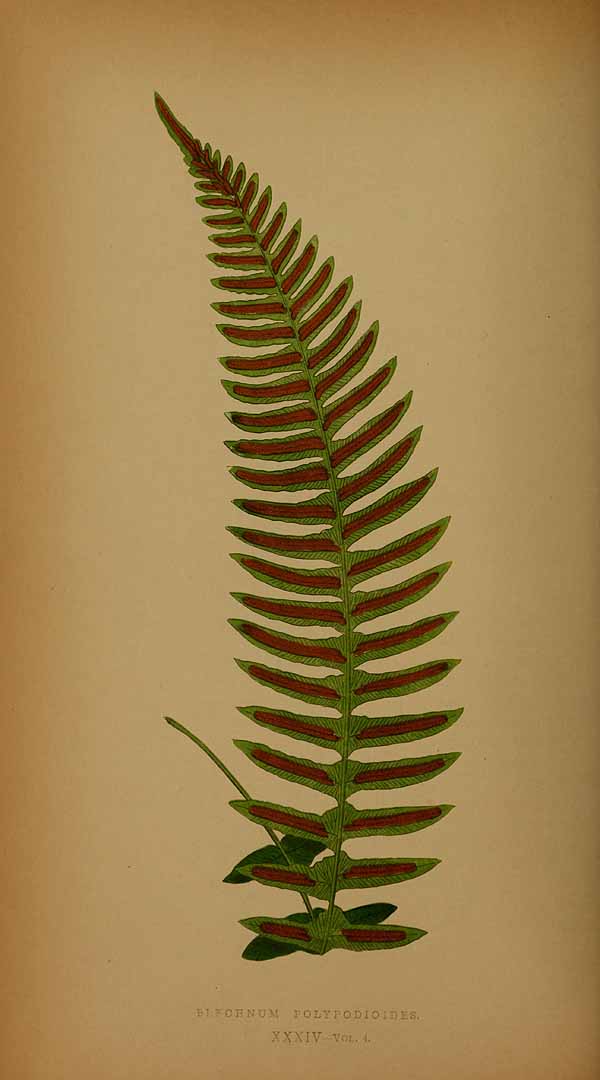 Blechnum polypodioides