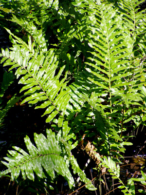 Blechnum serrulatum