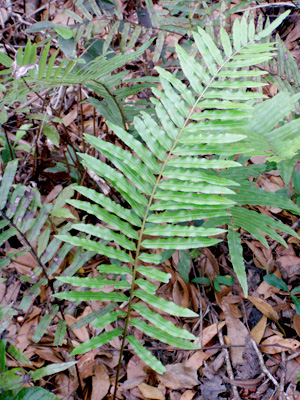 Blechnum serrulatum