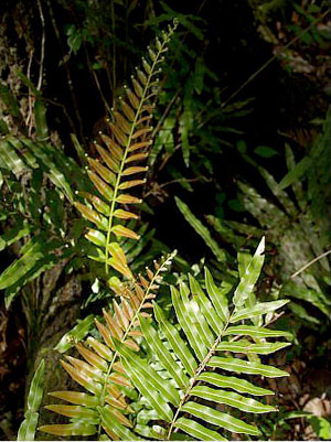 Blechnum serrulatum