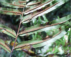 Blechnum serrulatum