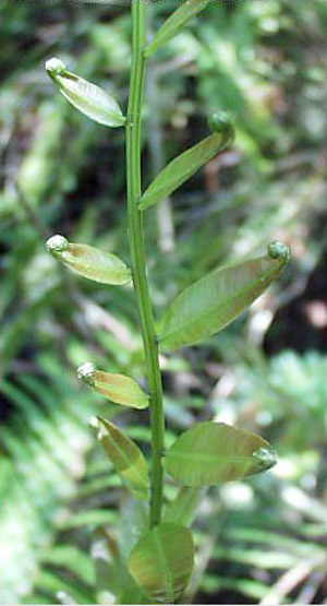 Blechnum serrulatum