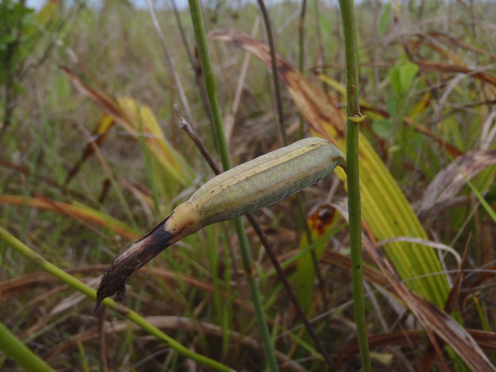 Bletia patula